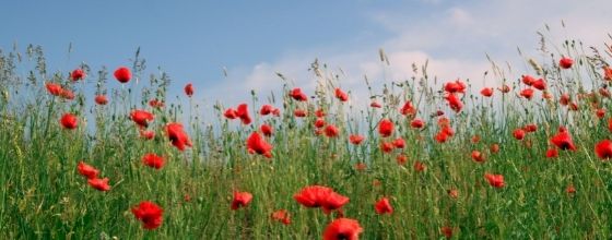 il vento della libertà